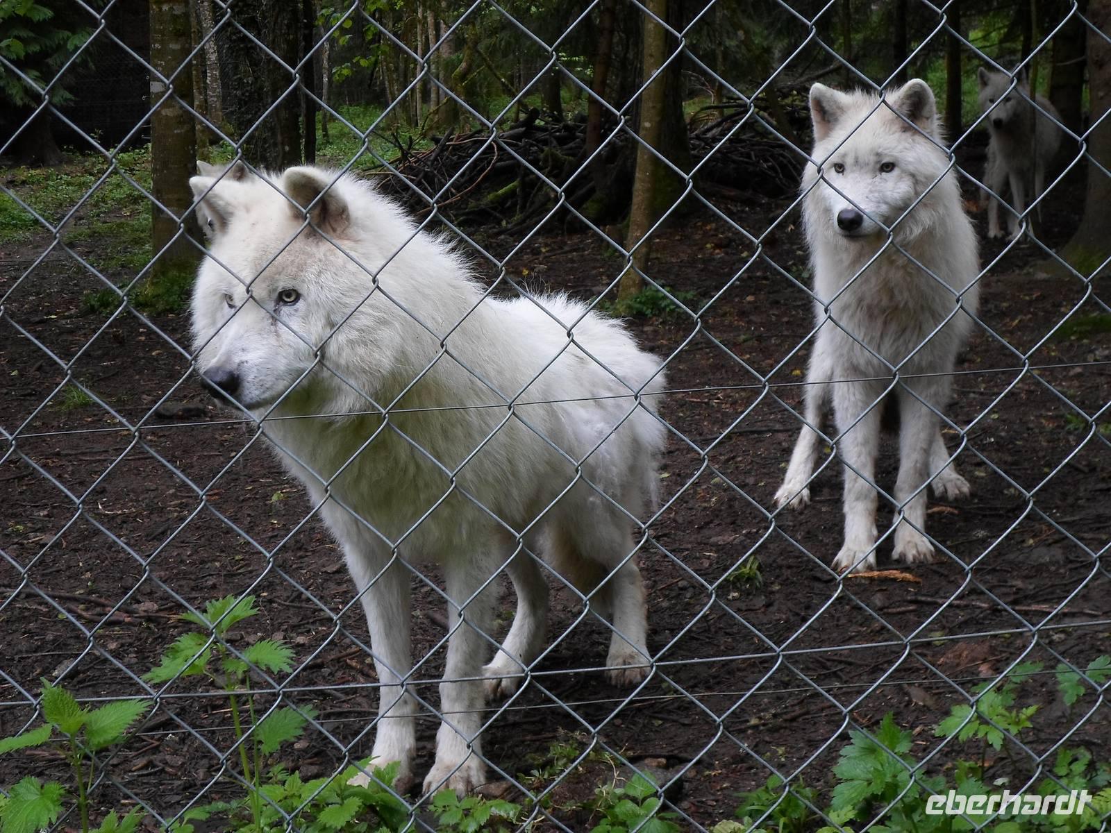 Wolfsfarm