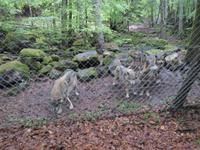 Wolfsfarm