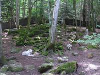 Wolfsgehege in Orlu