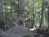 Wolfspark in Orlu