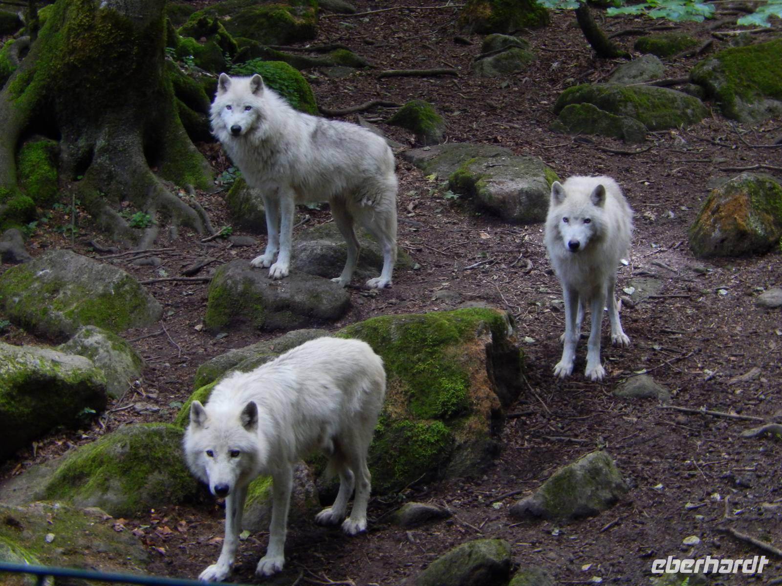 Wolfsrudel