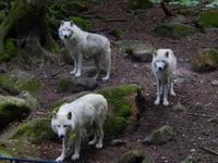 Wolfsrudel