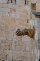 024-Wasserspeier an der Kathedrale