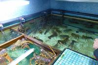 047-Langustenbecken in Fornells