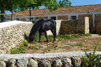 095-Gestüt Menorquinischer Pferde