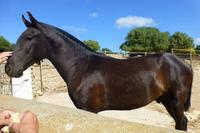 096-Gestüt Menorquinischer Pferde