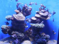 262 Palma Aquarium