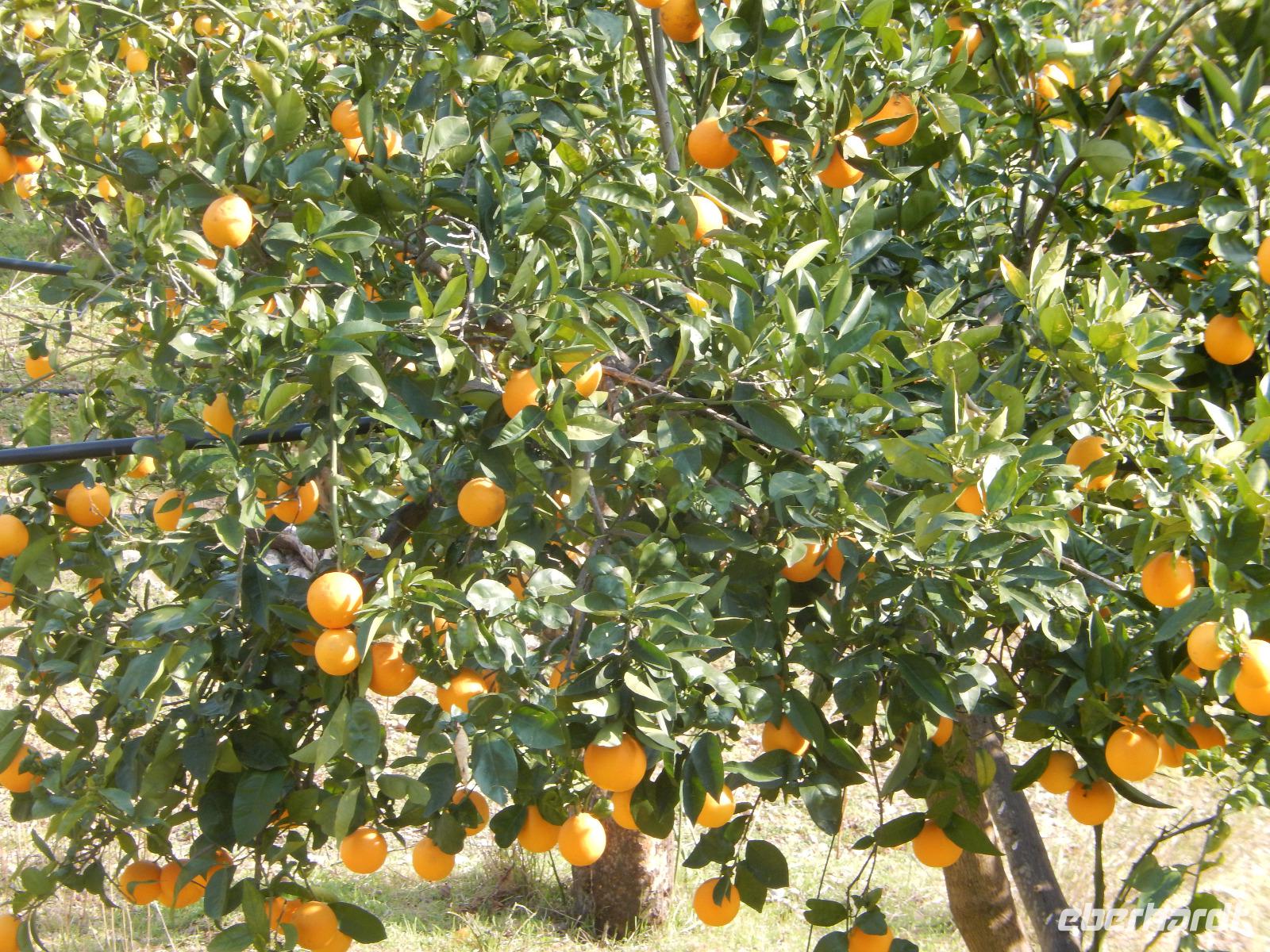 herrliche Orangenbäume