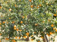 herrliche Orangenbäume