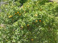 herrrliche Orangenbäume