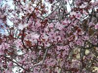 Mandelblüten Valdemossa