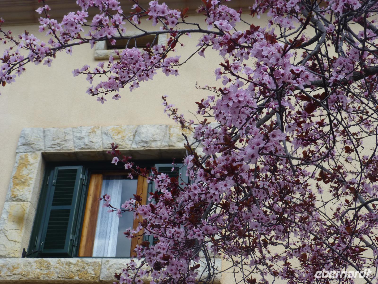 Mandelblüten Valdemossa