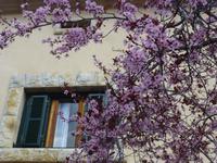 Mandelblüten Valdemossa