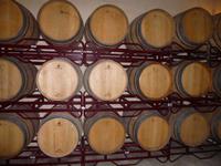 Vinja Taujana Fässer