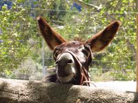 warten auf Streicheleinheiten vor den Arabischen Gärten