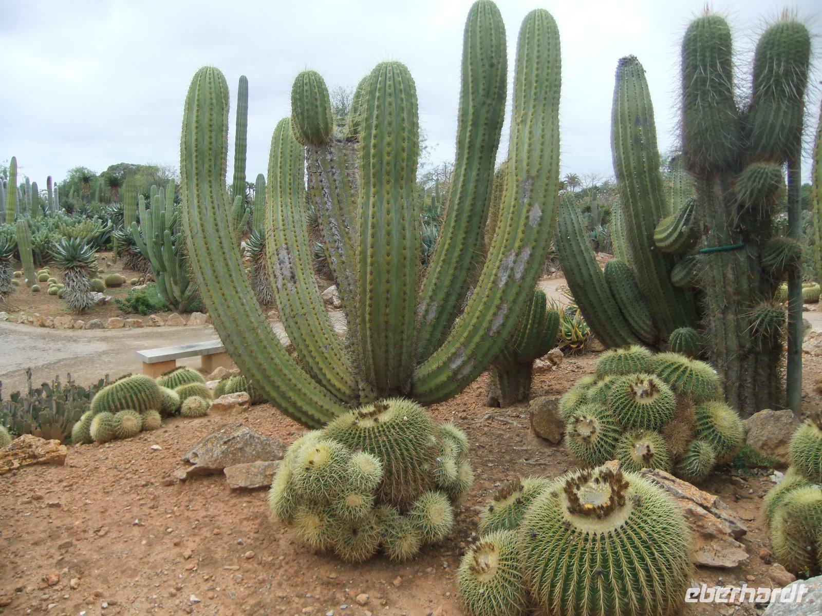 Im botanischen Garten 