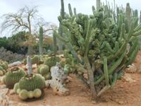 Im botanischen Garten 