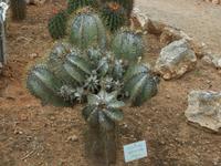 Dieser Kaktus ist über 300 Jahre alt