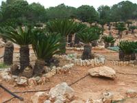 Im botanischen Garten 