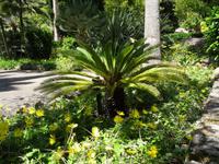 Die Gärten von Alfabia 