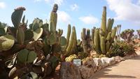 Botanicactus, Mallorca