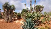 Botanicactus, Mallorca