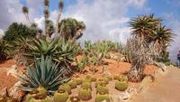 Botanicactus, Mallorca