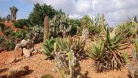 Botanicactus, Mallorca