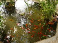 Goldfische in Alfabia