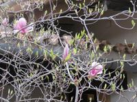 Valdemossa Magnolien