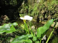 Botanische Garten Kloster Lluc