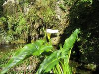 Botanische Garten Kloster Lluc