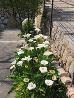 Arabische Gärten von Alfabia