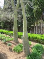 Arabische Gärten von Alfabia