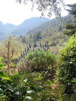 Arabische Gärten von Alfabia