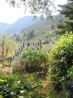 Arabische Gärten von Alfabia