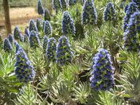 IMG_7506  Natternkopf