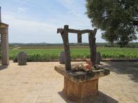 Bodega Galmés i Ribot (3)