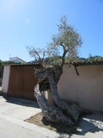 Sa Fatona de Caimari (4)