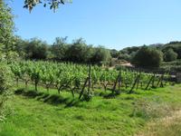 Hort Sant Patrici (1)