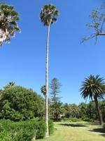 Hort Sant Patrici (3)