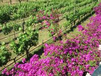 Hort Sant Patrici (7)