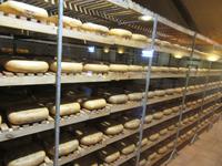 Hort Sant Patrici (12)