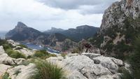 Halbinsel Formentor (Aussichtspunkt Mirador Es Colomer)