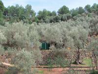 Tal von Soller- Olivenbaum Plantage