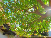 Valldemosa - Kartäuserkloster