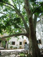 Die 100jährige Platane im Innenhof