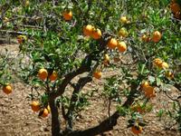 Orangenbäumchen
