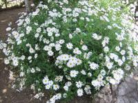 In den Gärten von Alfabia