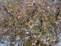 erstes Bild der Mandelblüte auf Mallorca